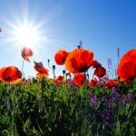 corina-ardeleanu-sWlxCweDzzs-unsplash Passion Test