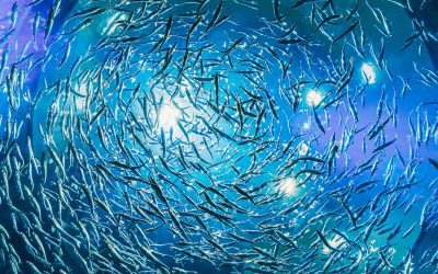 Fishy Friday is back!