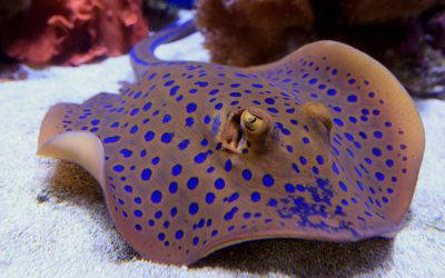 The Stingray’s Secret: Grace, Perception, and Power Beneath the Surface