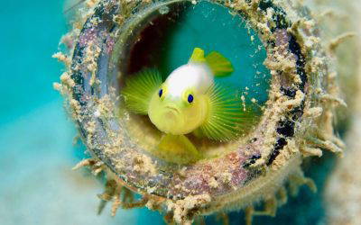 The Yellow Pygmy Goby: Proof That Small Can Be Mighty.