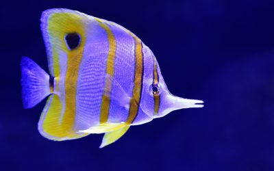 What Butterflyfish Teach Us About Partnerships.
