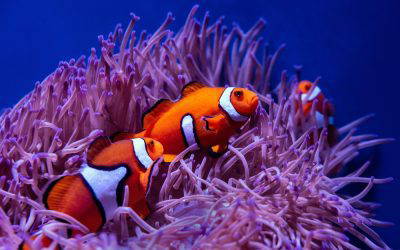 The Remarkable Clownfish – a lesson in adaptability.