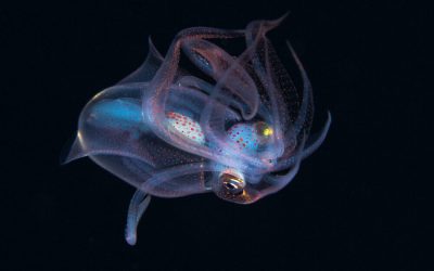 The Diamondback Squid: Masters of Adaptation in the Deep.
