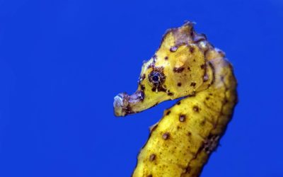 The Remarkable Seahorse: Nature’s Master of Partnership