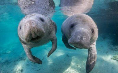 The Power of Calm Progress: Lessons from the Manatee