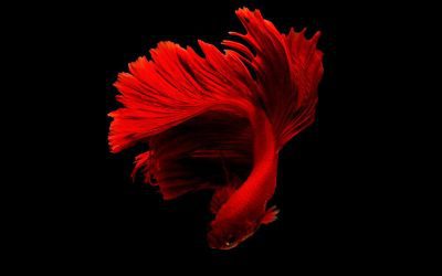 The Siamese Fighting Fish (Betta): Beauty, Brains, and Fierce Devotion