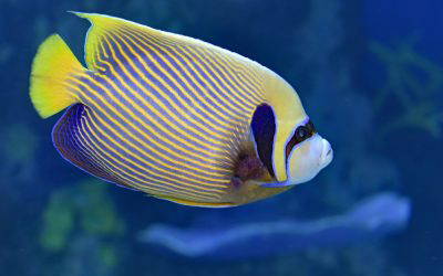 Angelfish Wisdom: Balance Strength with Nurturing