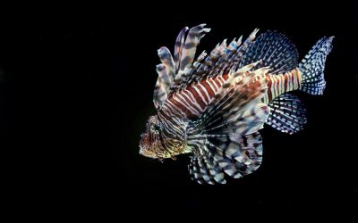 The Lionfish